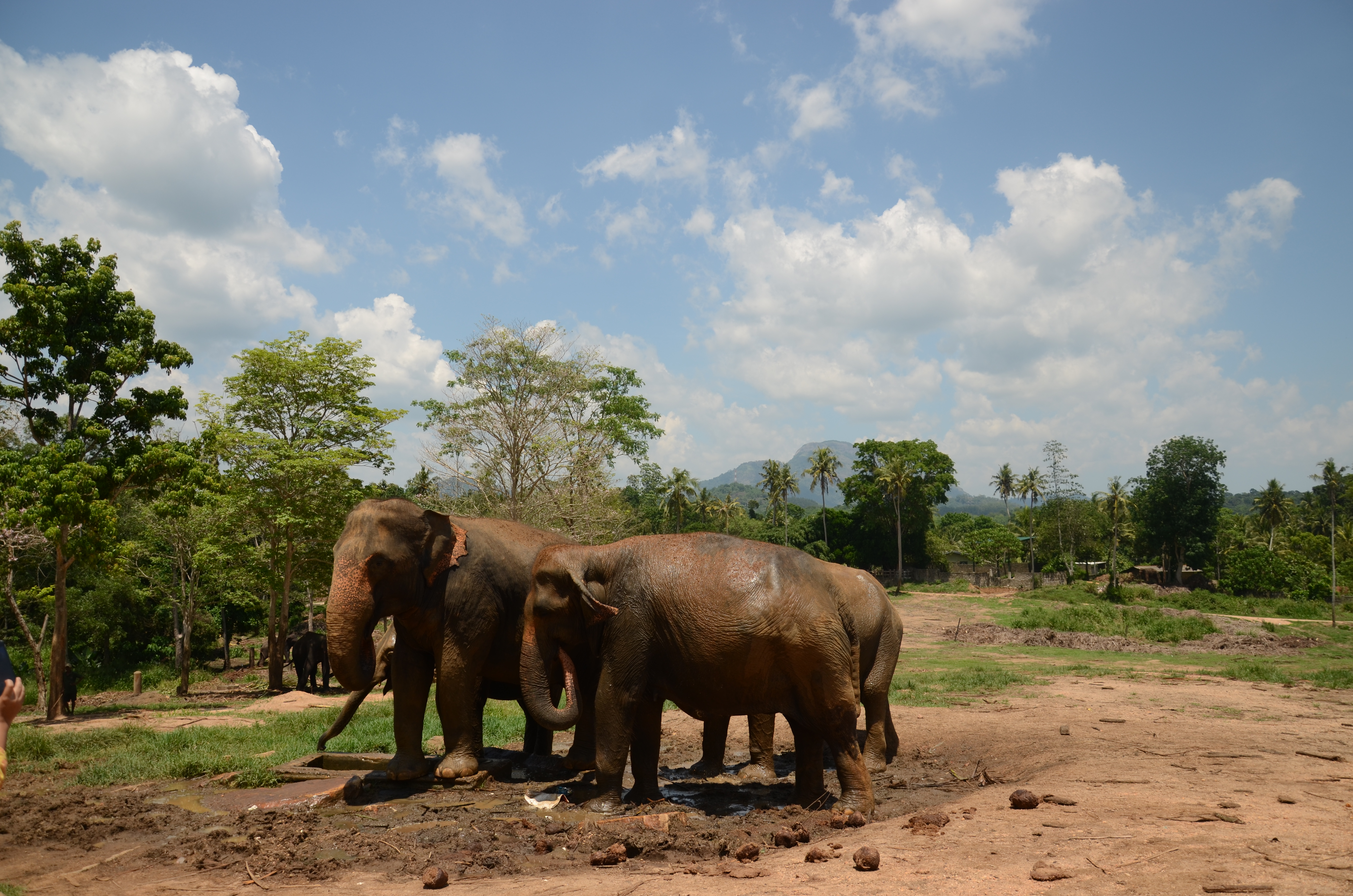 A family of elephants at Pinnawala