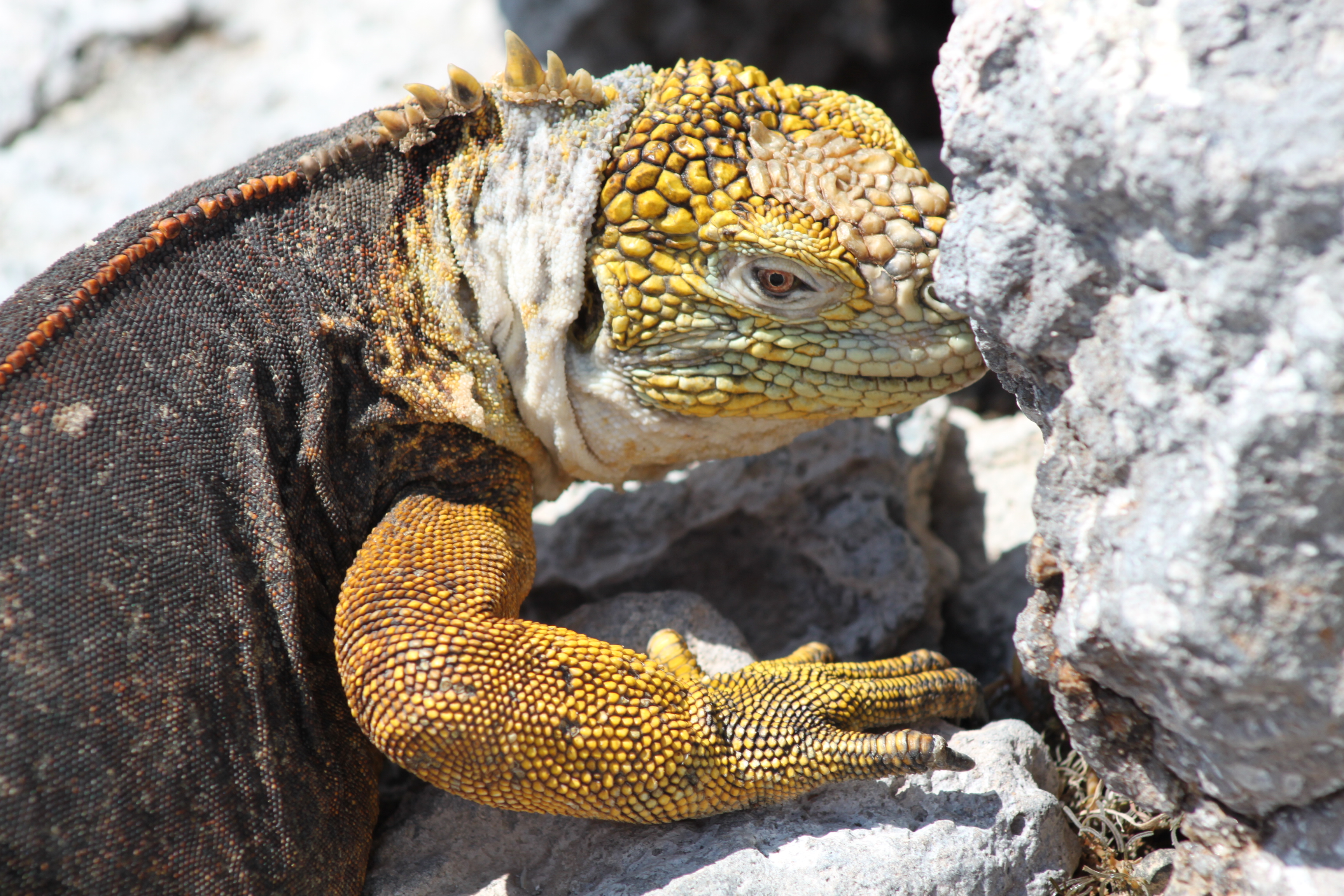 Marine-Iguanas_wfyx6p-1-