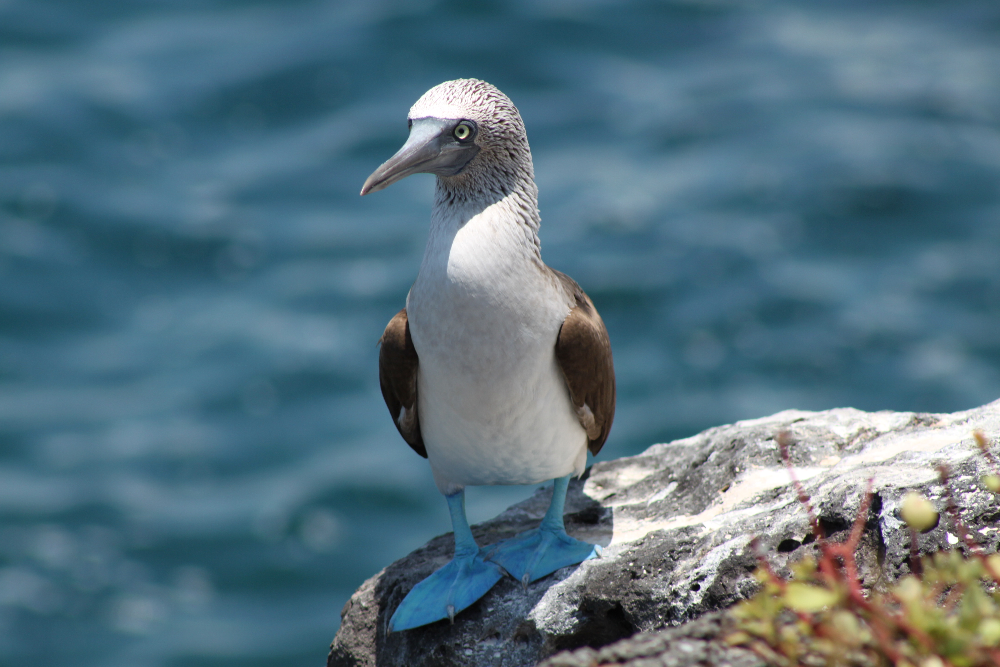 Nazca-Booby_y0mfhr-1-