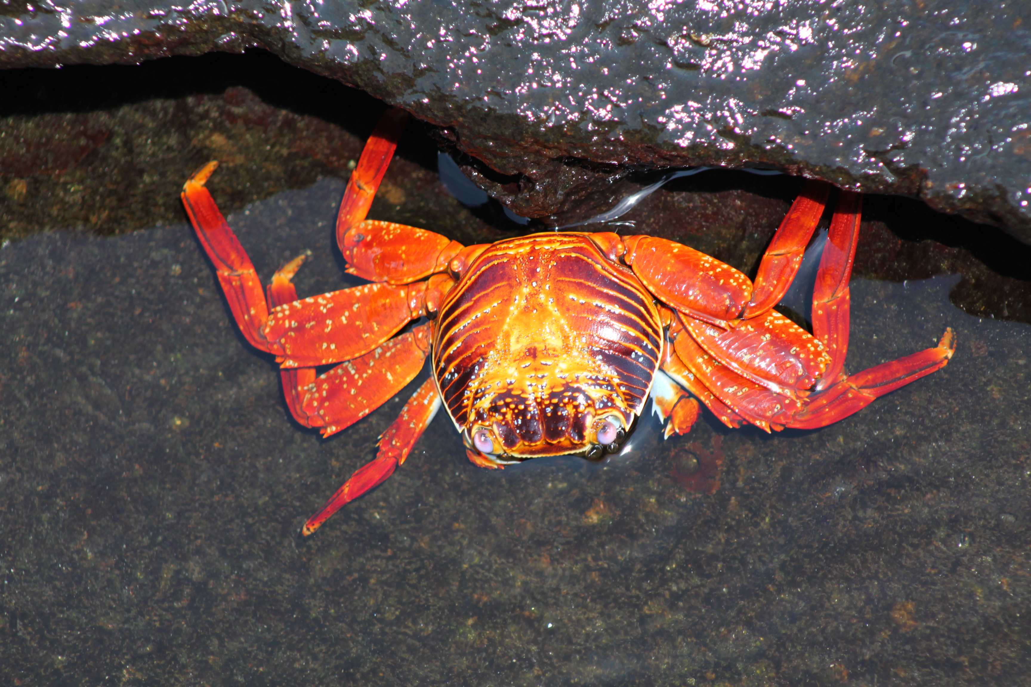 Sally-lightfoot-crabs_b9ohbw-1-