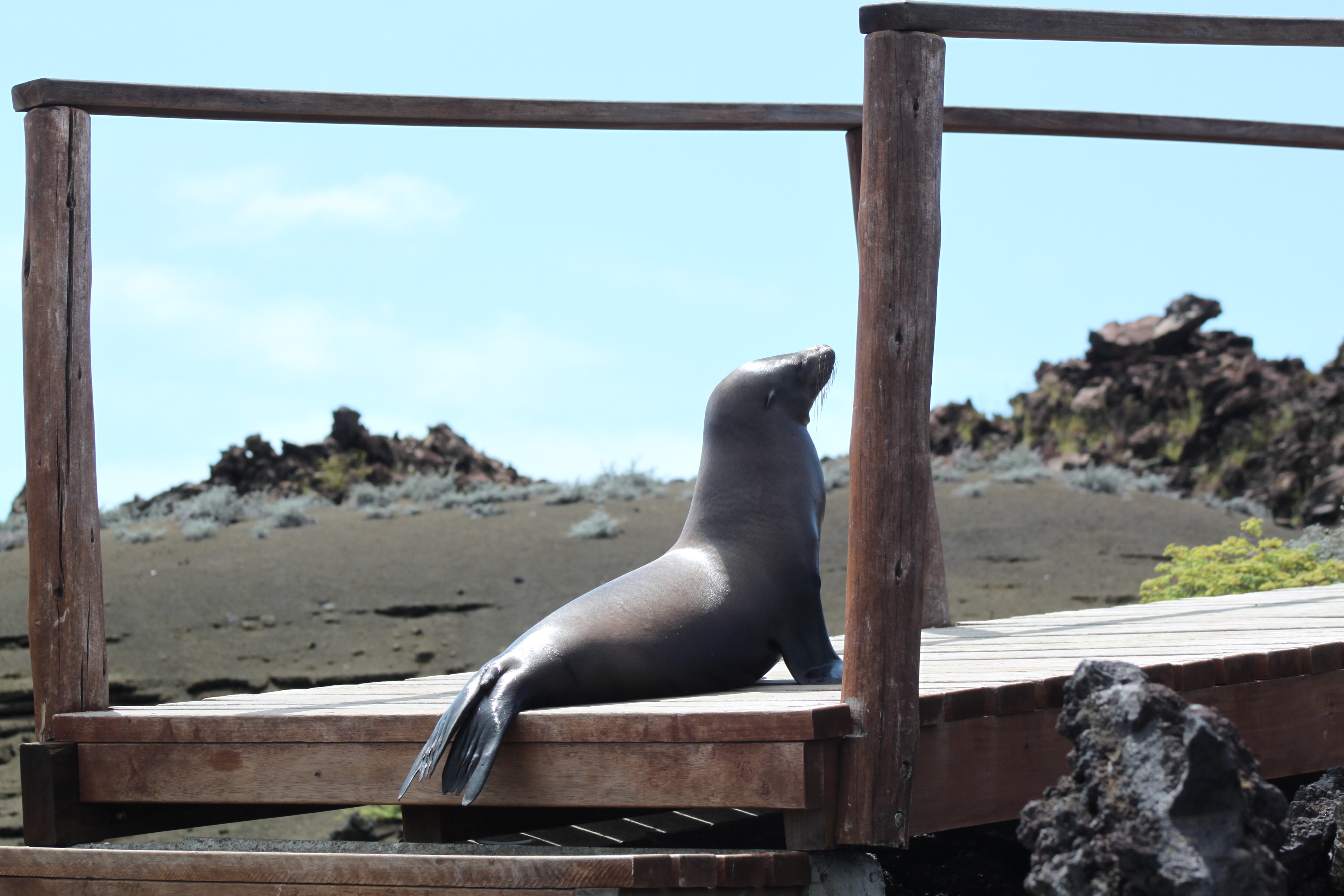 Sea-lion-gets-some-sun_rdellr-1-