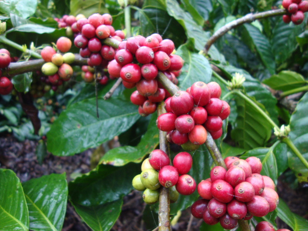 coffee-berries-dsc05899_anurag-priya_yw9fym-1-