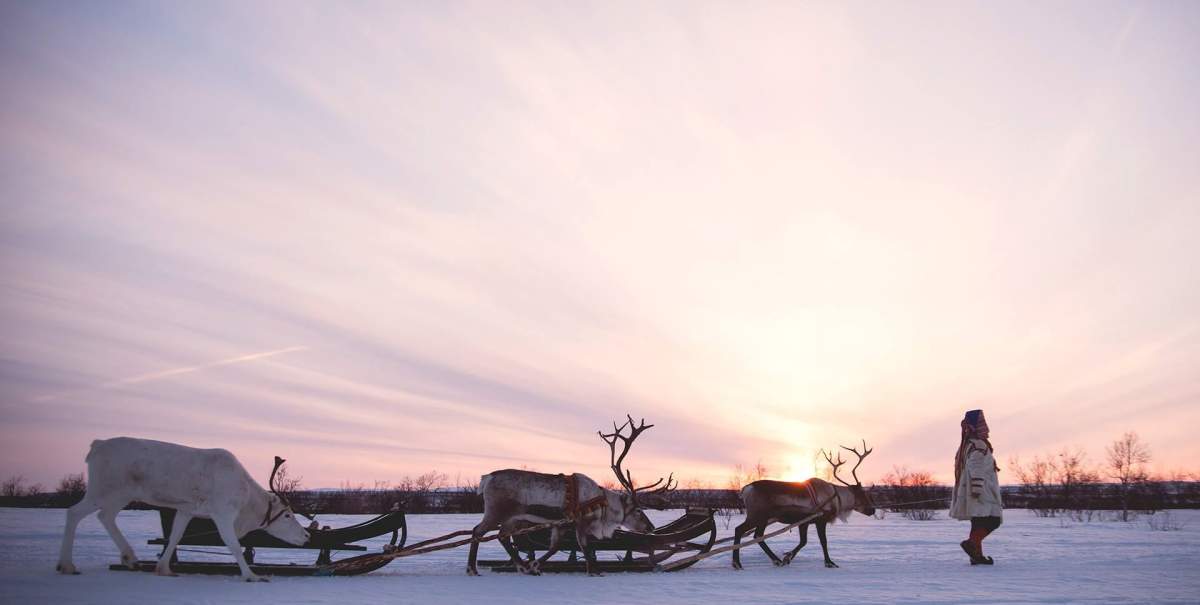 Reindeers in Norway