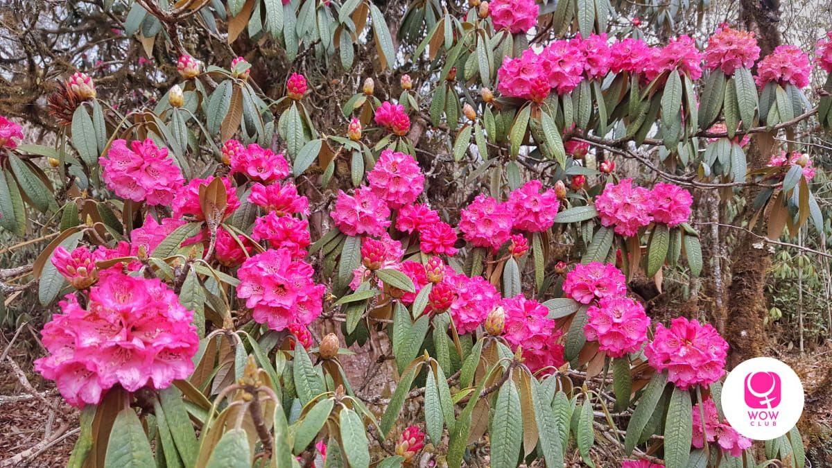 Fun Fact - Rhododendron juice is unusual and therapeutic. They make jam with it too. 