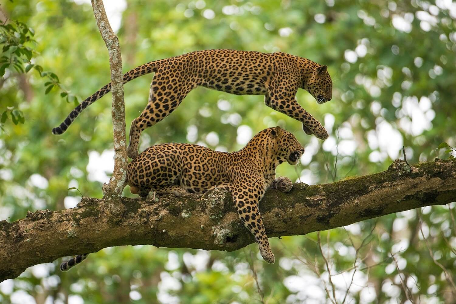 Leopard at Nagarhole National Park