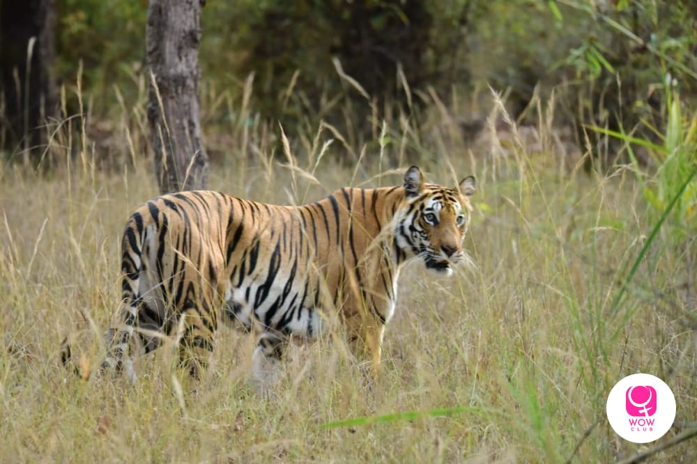 Tiger safari at Bandhavgarh National Park