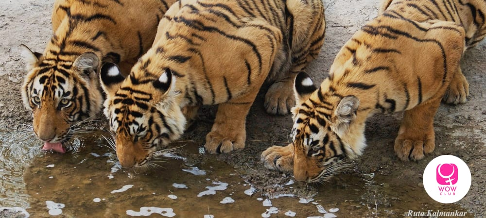 Tiger cubs picture