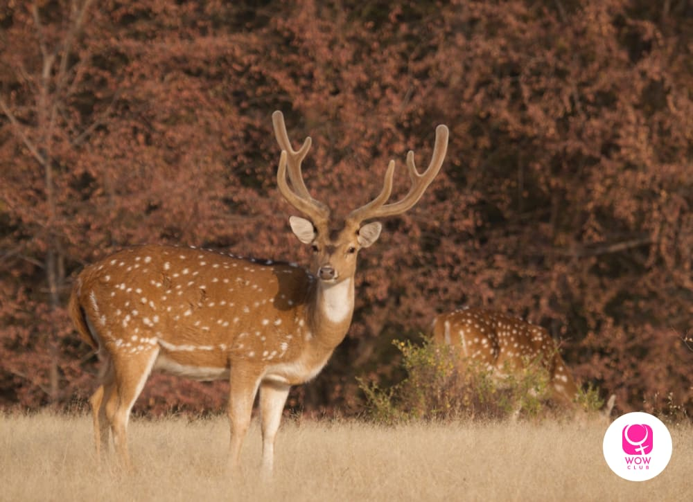 Deer at Corbett National Park