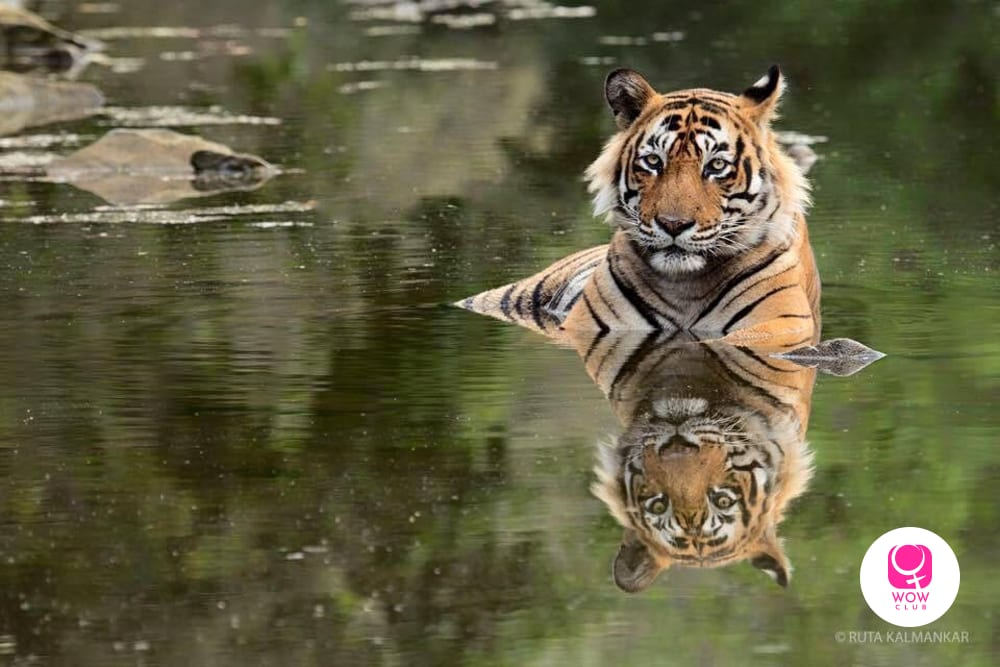 Machali at Ranthambore National Park