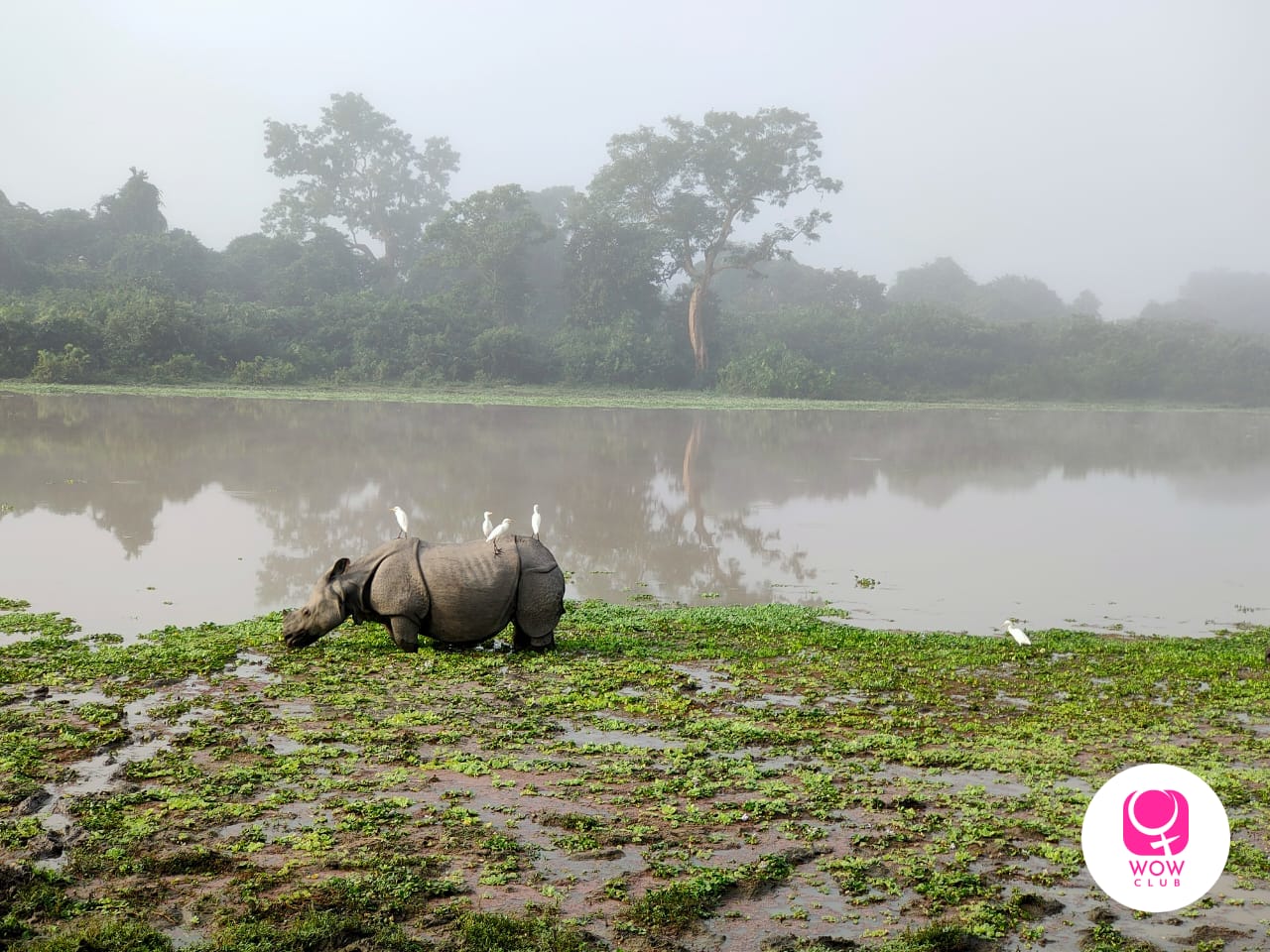 One-Horned Rhinos