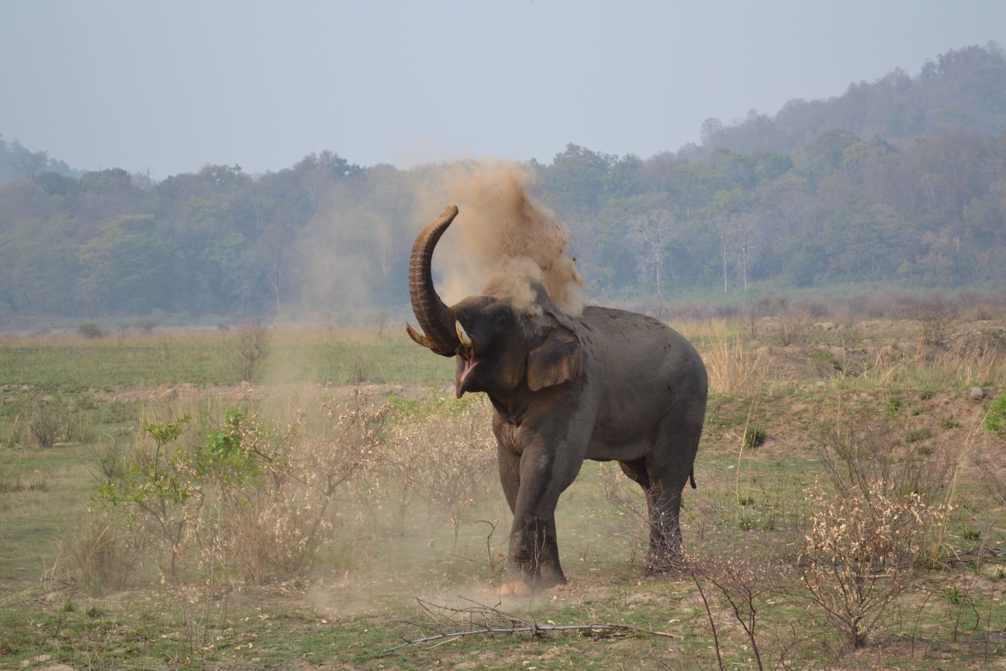 elephant at Jim Corbett