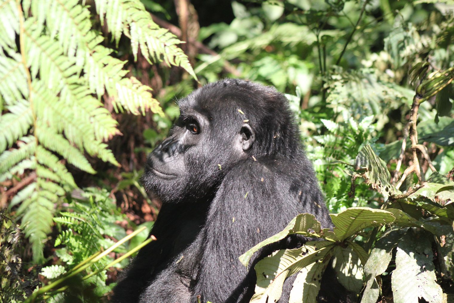 Why Uganda should be on your bucket list