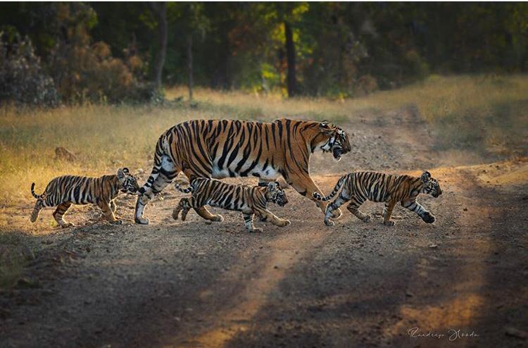 Top 5 Tiger Reserves in INDIA