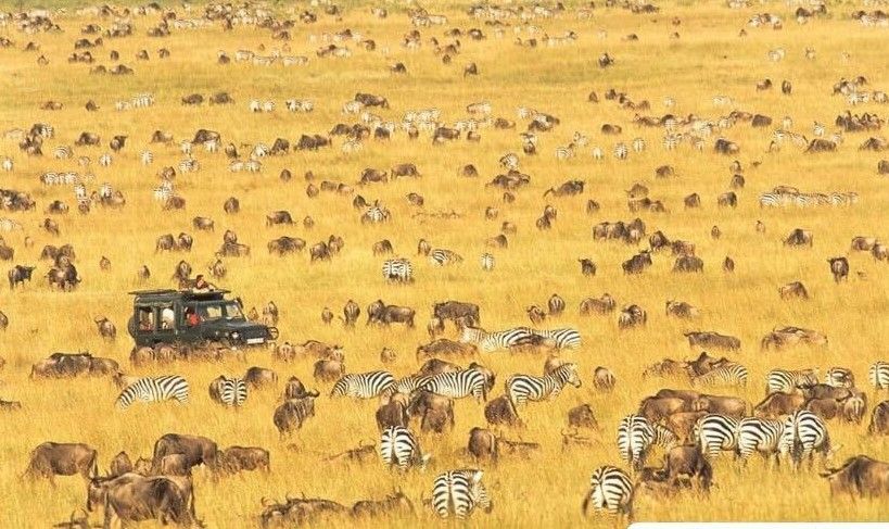 Kenya for that perfect Safari!