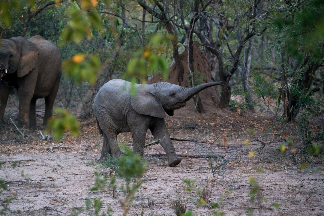 Elephants’ day out