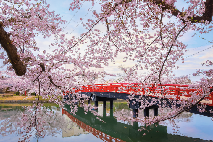 Solo Travel Guide to Japan